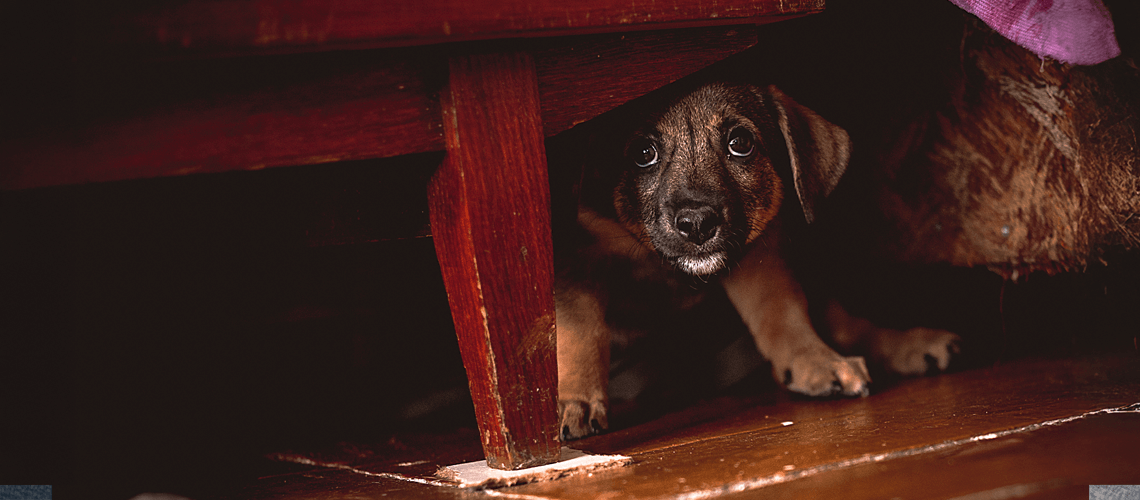 dog hides under the table scared of fireworks