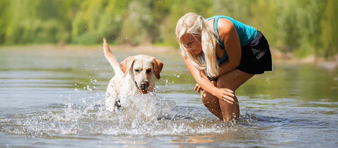 dog swims