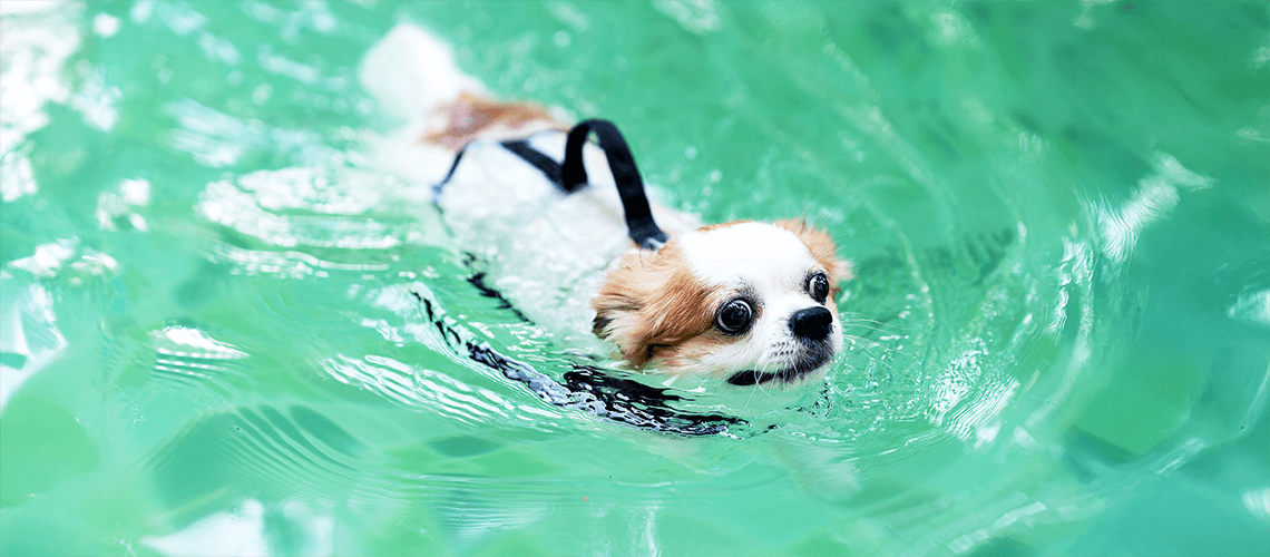 dog in a pool