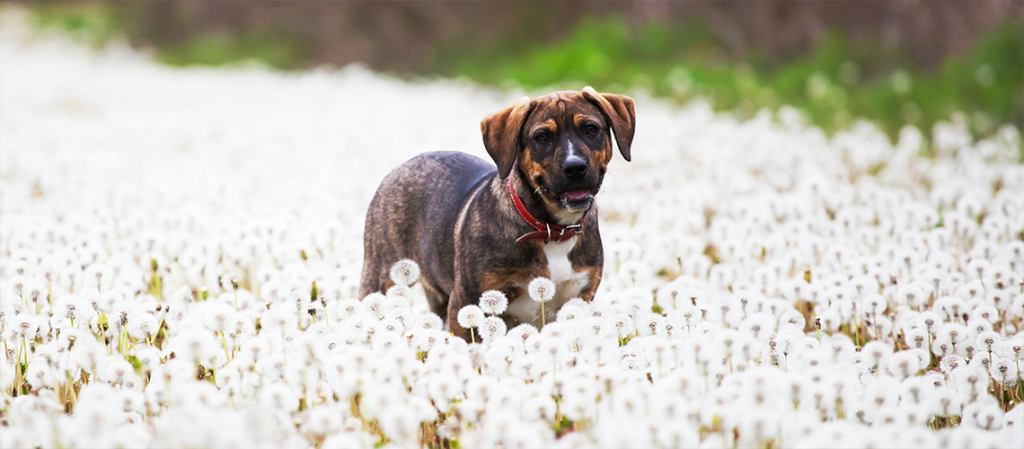 How to Deal With Pet Allergies