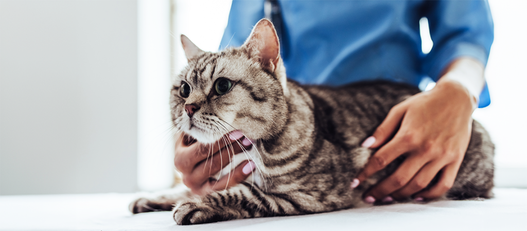 the cat is at the veterinary clinic for a check-up