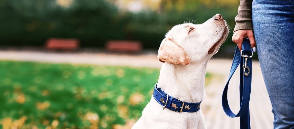 A dog in the blue collar