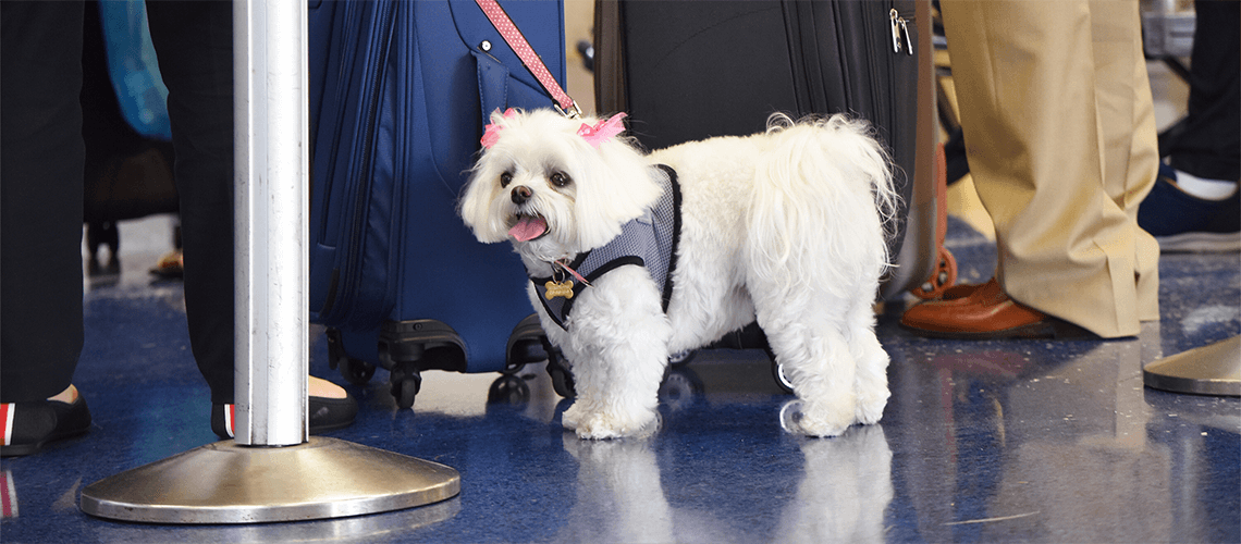 Emotional Support Animal at the airport