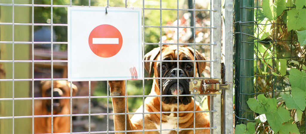 A dog behind a fence with a no entry sign.