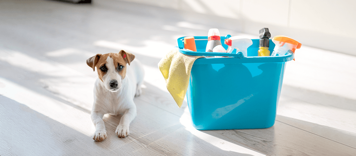 dog next to cleaning supplies