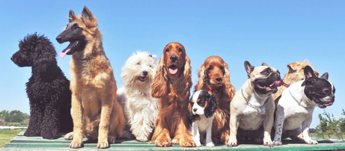 How to Find the Right Dog Breed for YouBlog Banner